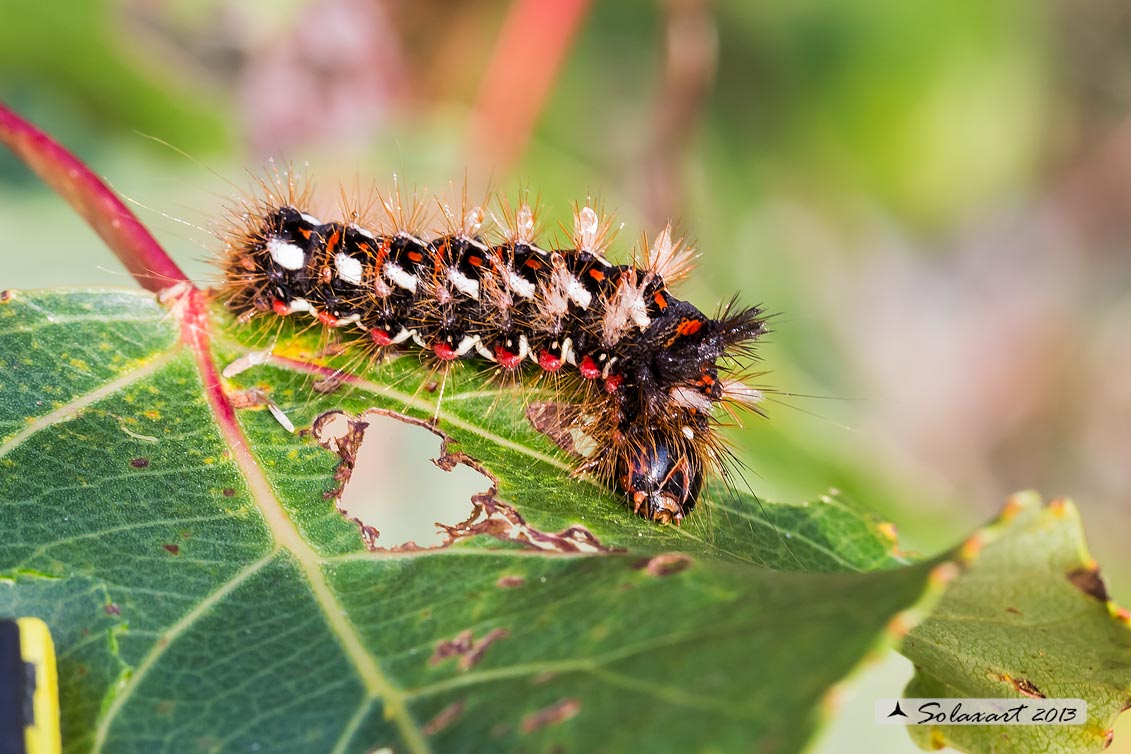 Acronicta rumicis: Knot Grass (bruco / caterpillar)