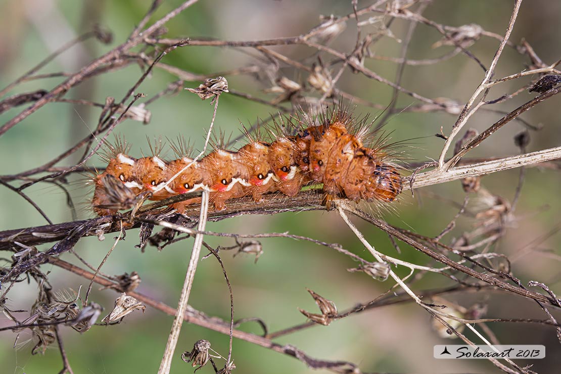 Acronicta rumicis: Knot Grass (bruco / caterpillar)