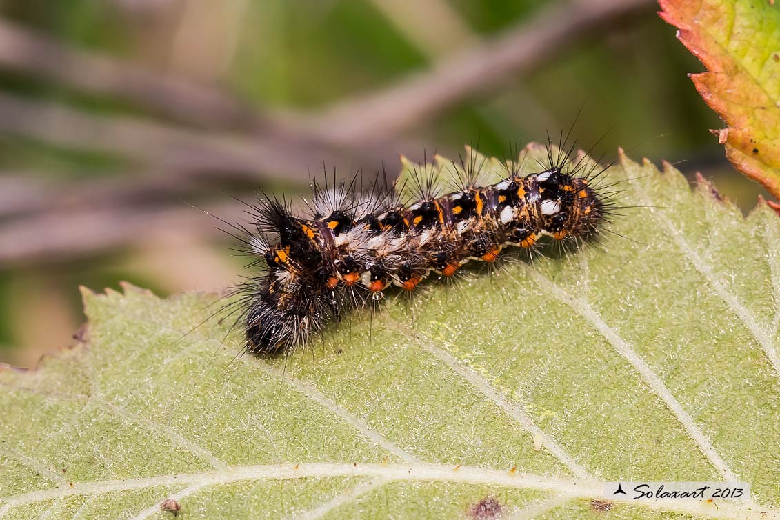 Acronicta rumicis: Knot Grass (bruco / caterpillar)