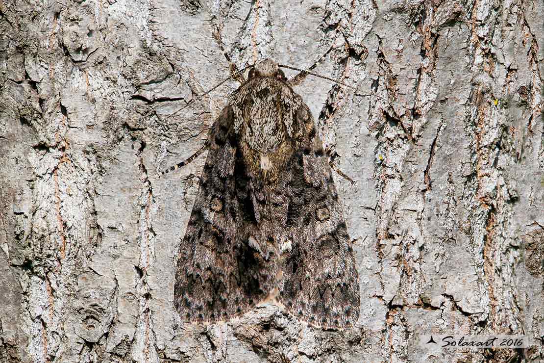 Acronicta rumicis: Knot Grass 