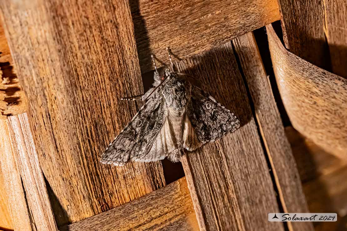 Acronicta rumicis: Knot Grass 