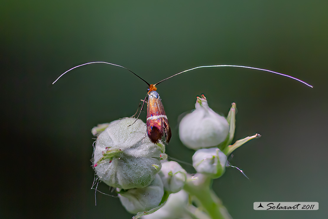 Ordine: Lepidotteri;  Famiglia: Adelidae, Specie: Adela australis