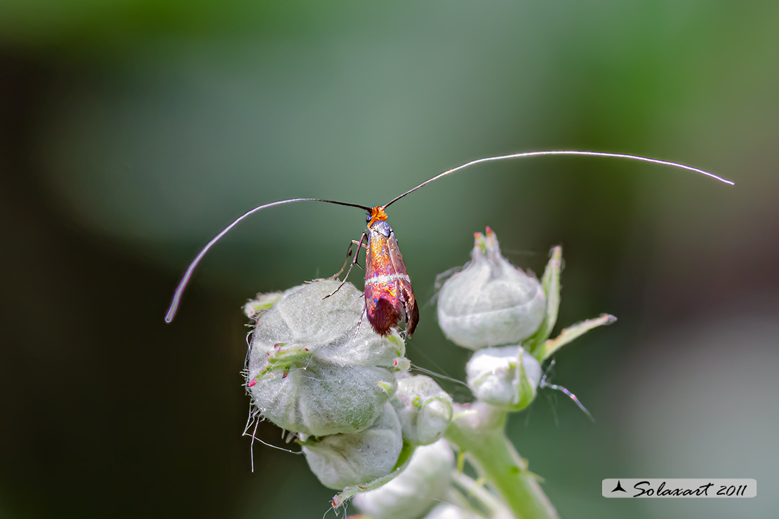 Ordine: Lepidotteri;  Famiglia: Adelidae, Specie: Adela australis