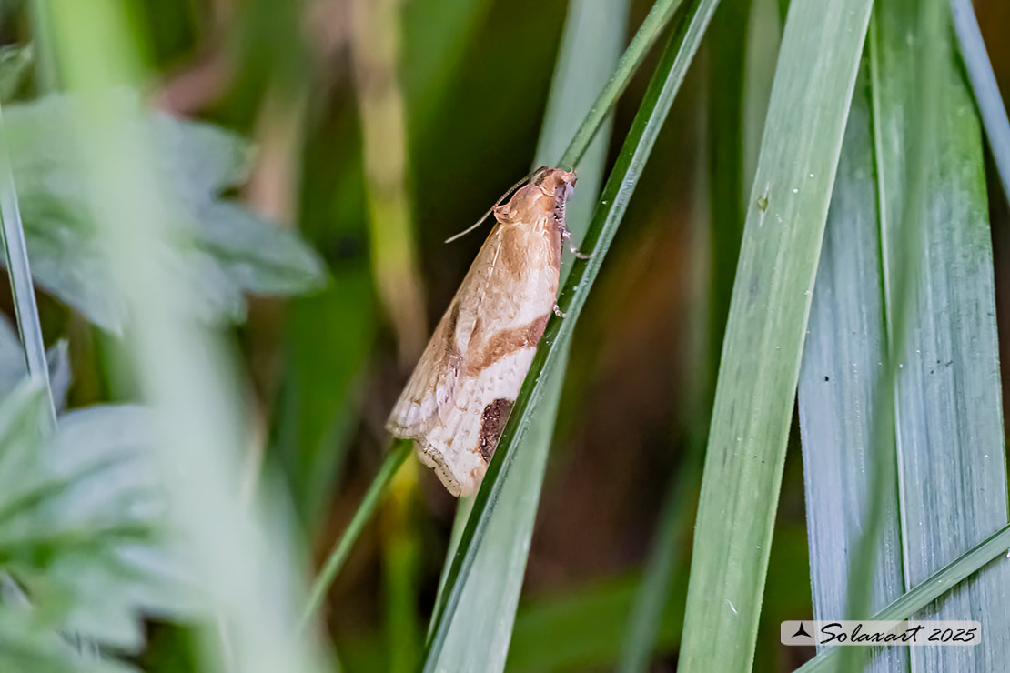 Aethes cnicana