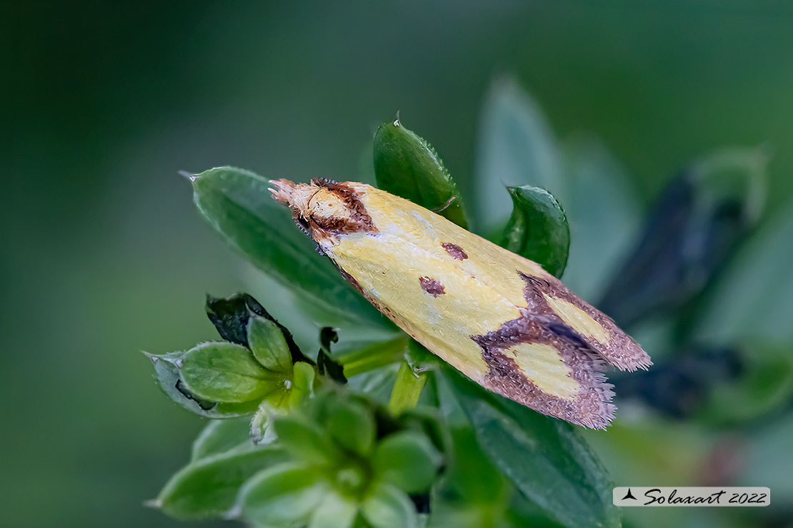 Agapeta zoegana