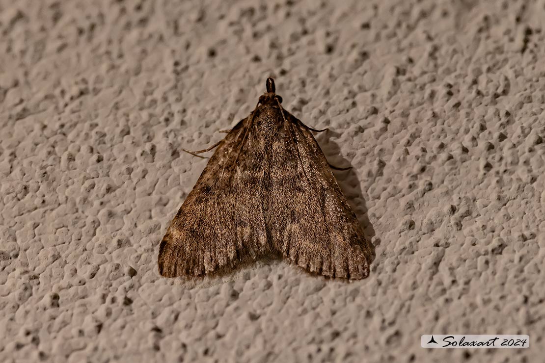 Aglossa pinguinalis; Grease moth