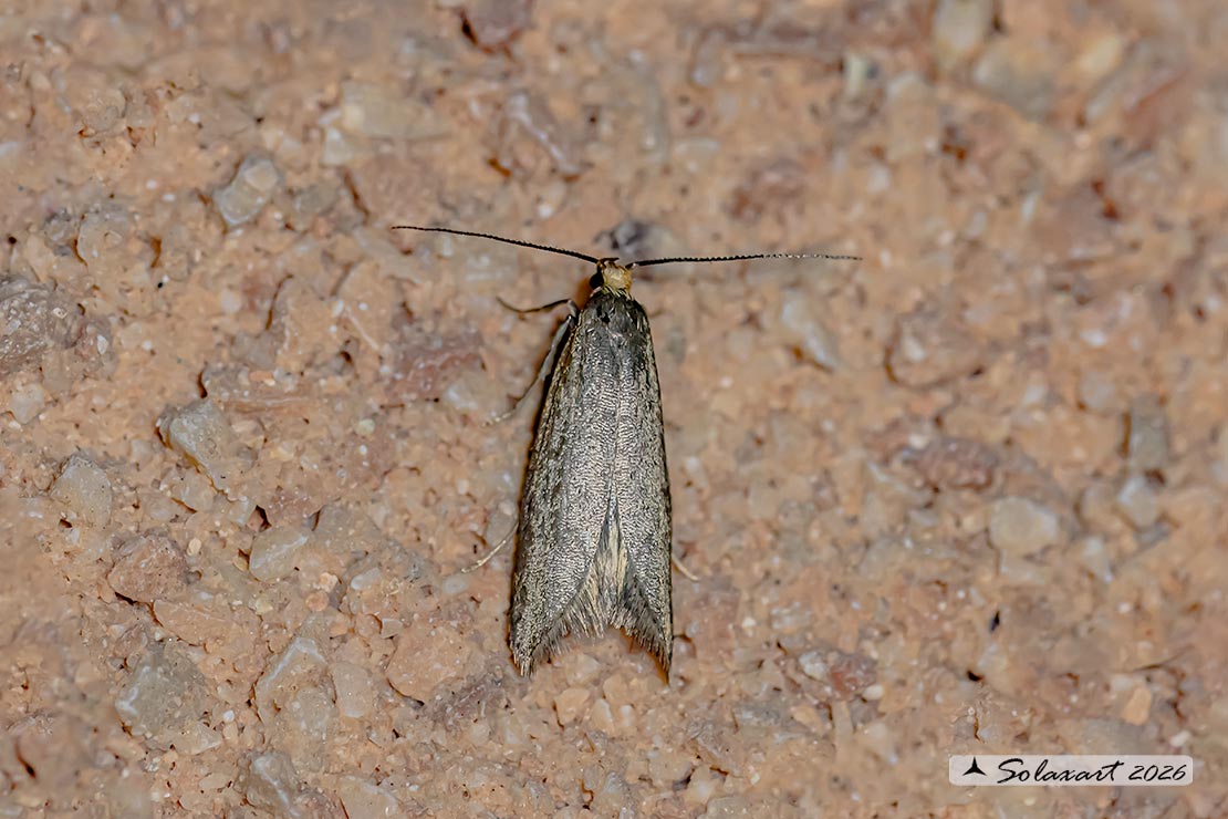 Agnoea filiella