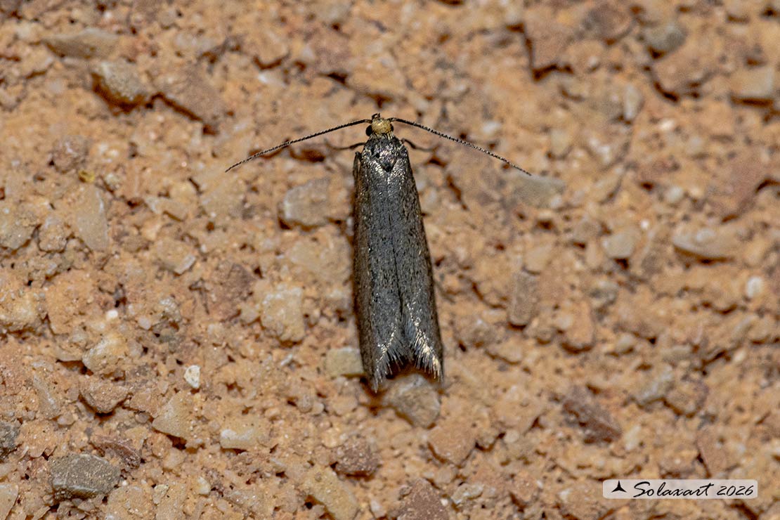 Agnoea filiella