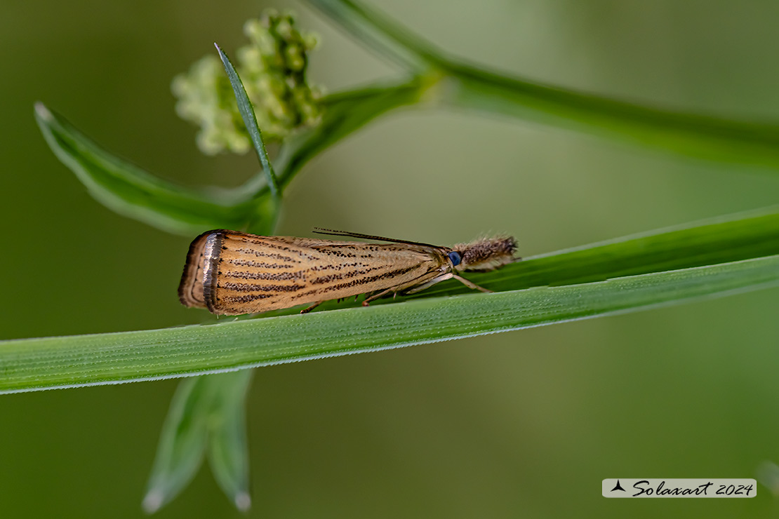 Agriphila straminella