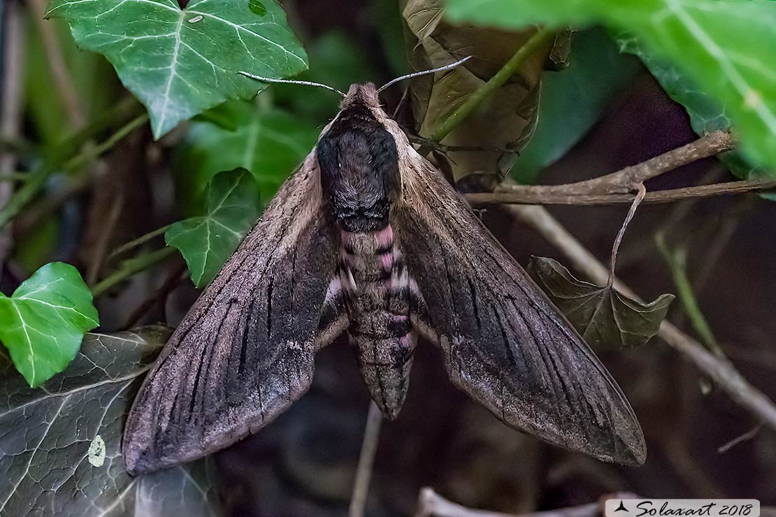 Agrius convolvuli - Sfinge del convolvolo - Convolvulus hawk-moth
