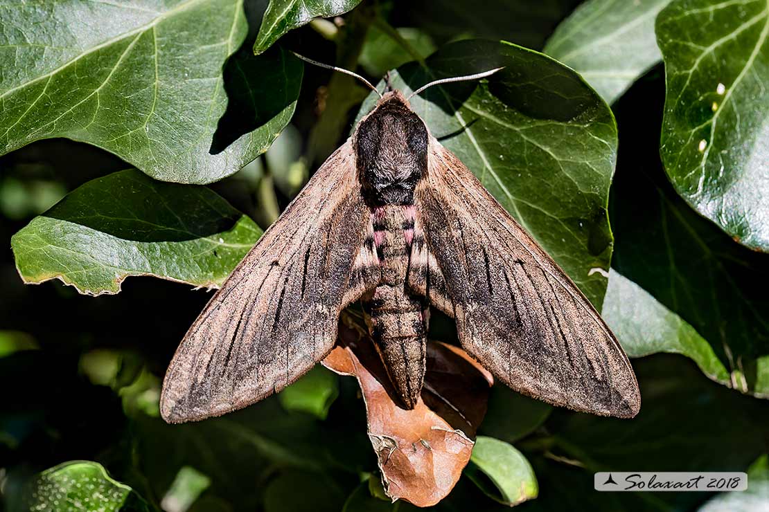 Agrius convolvuli - Sfinge del convolvolo - Convolvulus hawk-moth