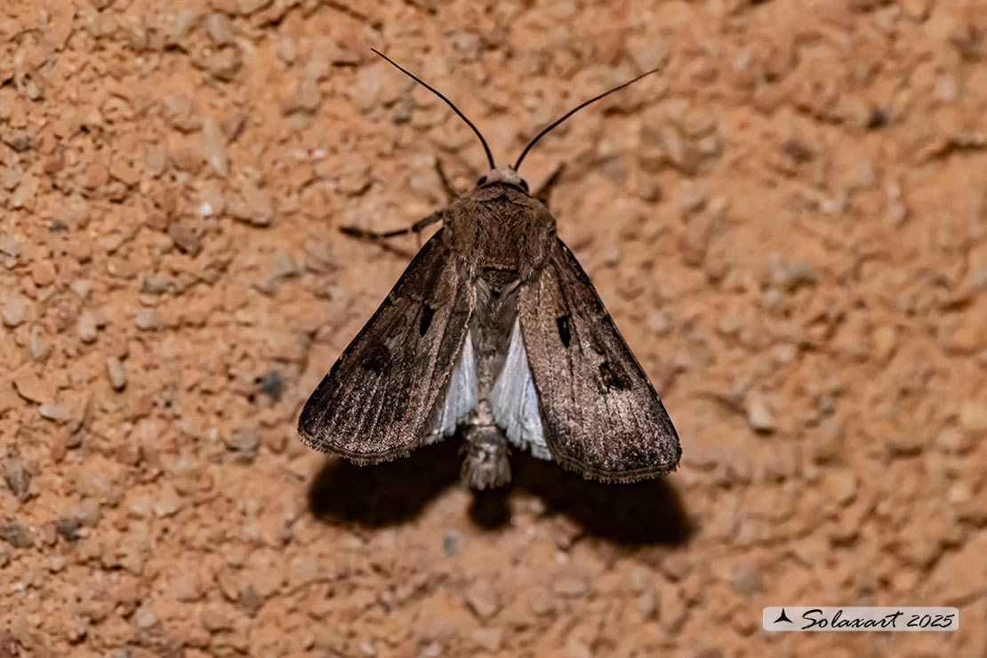 Agrotis exclamationis: Heart and dart 