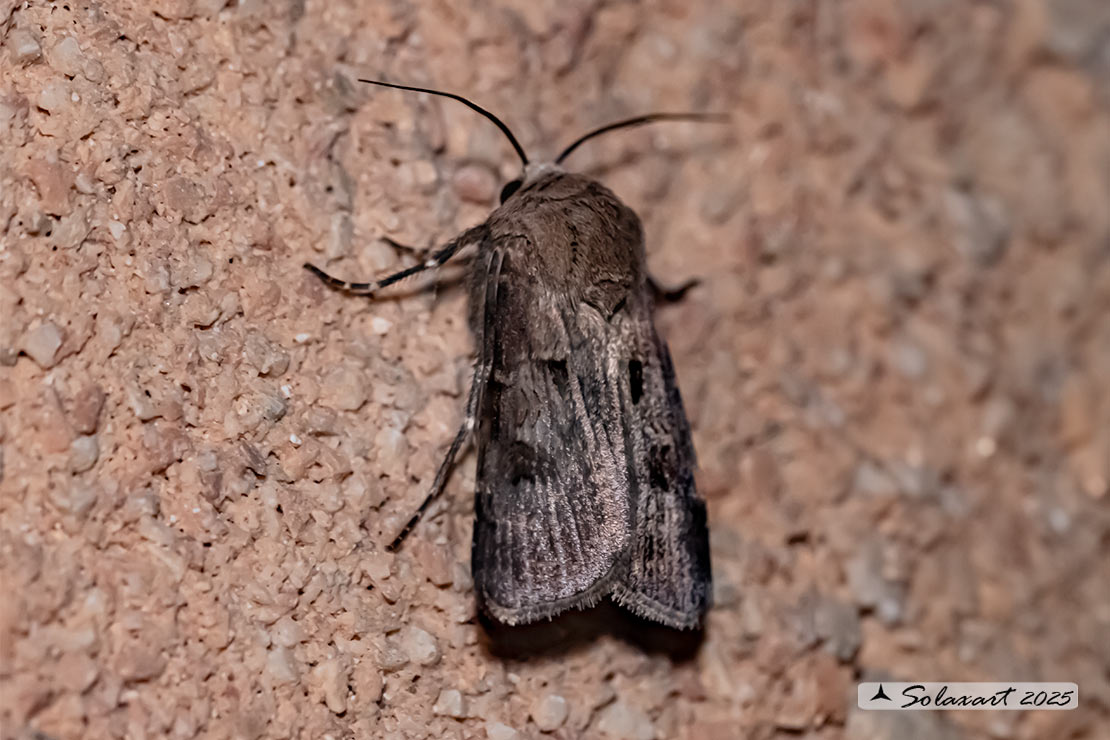Agrotis exclamationis: Heart and dart 