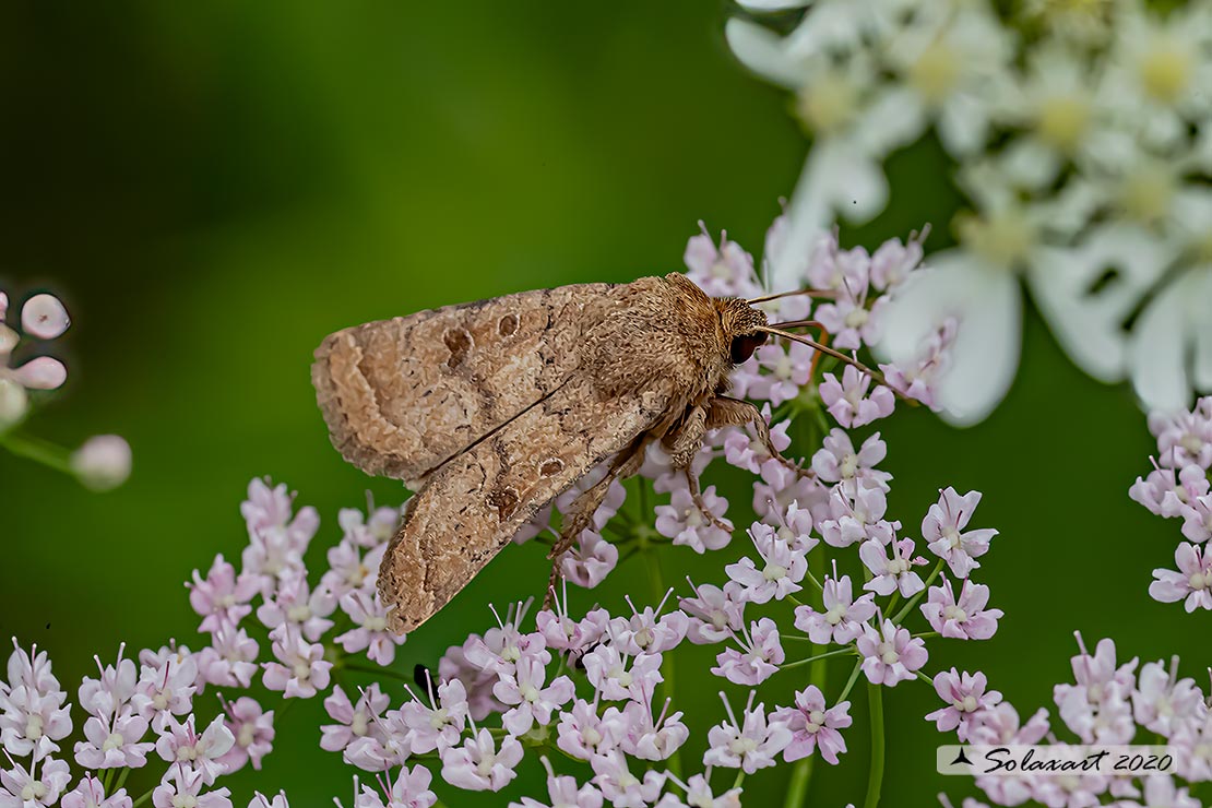 Agrotis segetum: Turnip moth