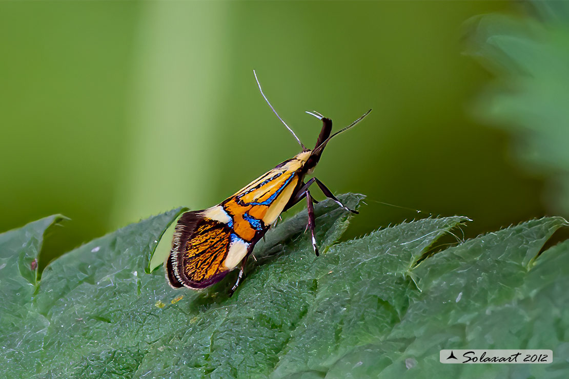 Alabonia geoffrella