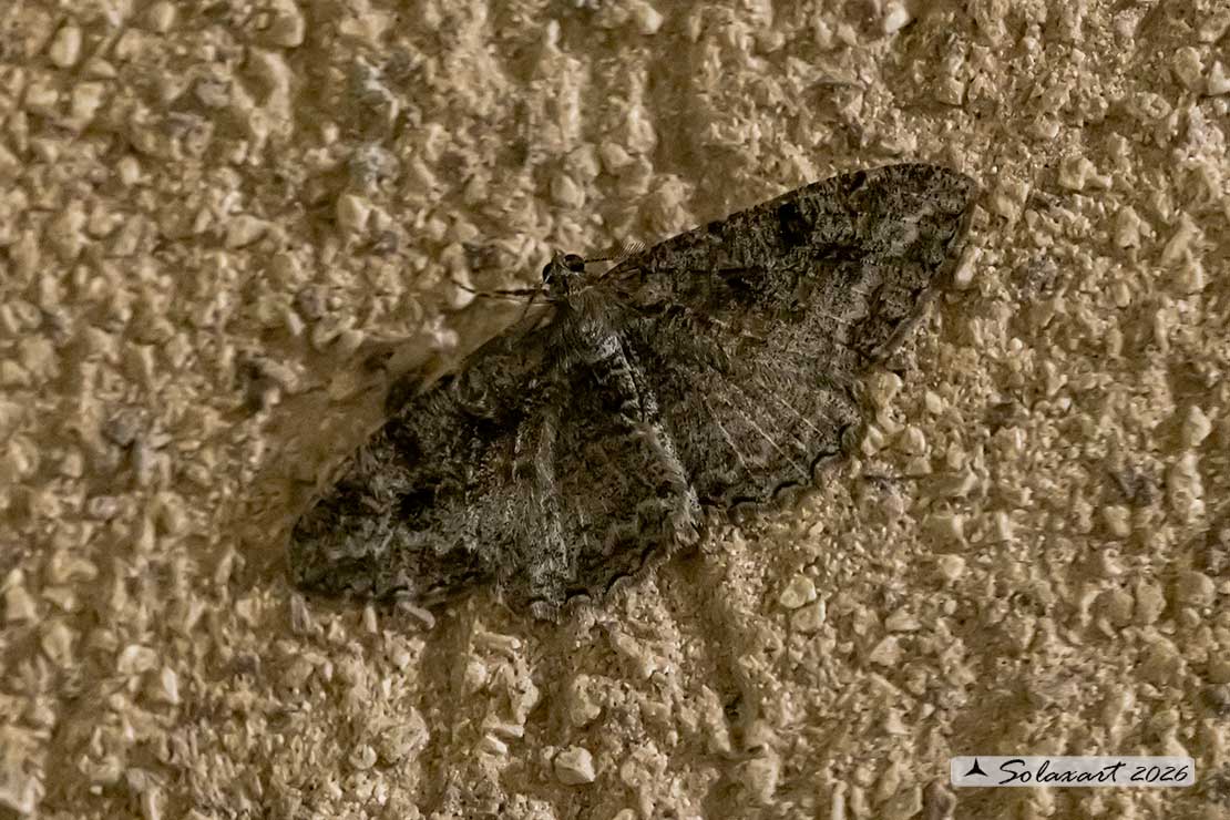 Alcis repandata - Mottled beauty