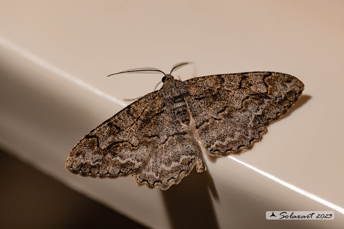 Alcis repandata - Mottled beauty