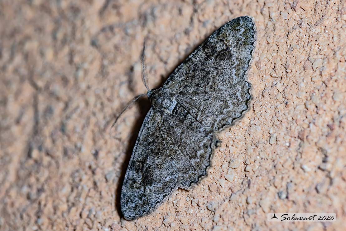 Alcis repandata - Mottled beauty