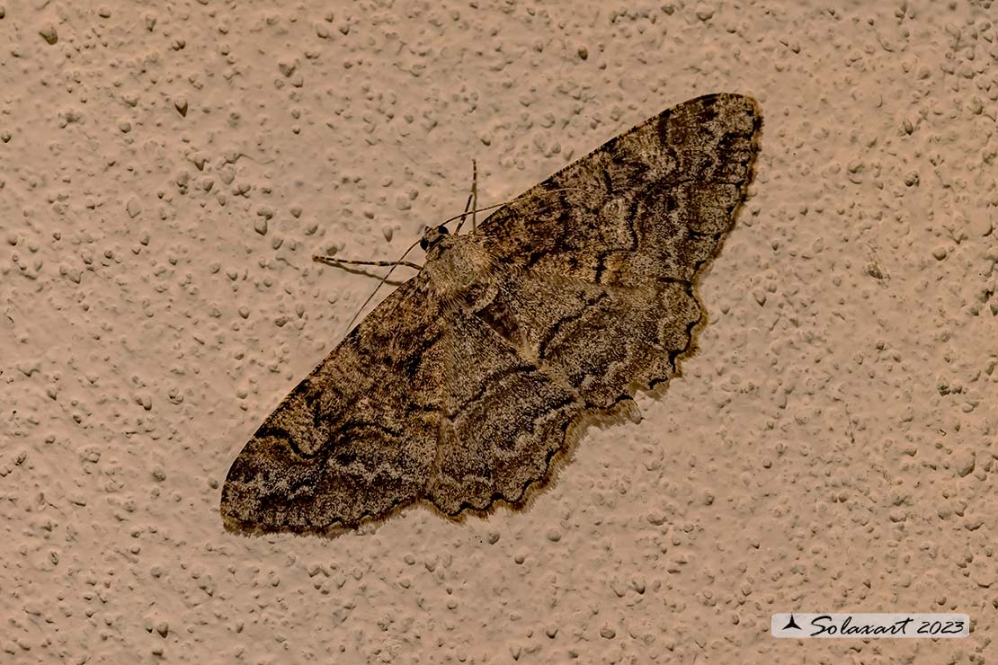 Alcis repandata - Mottled beauty