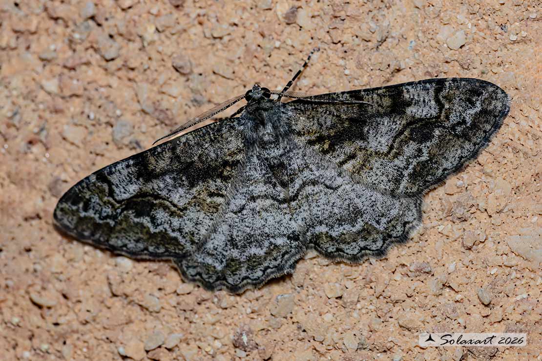 Alcis repandata - Mottled beauty