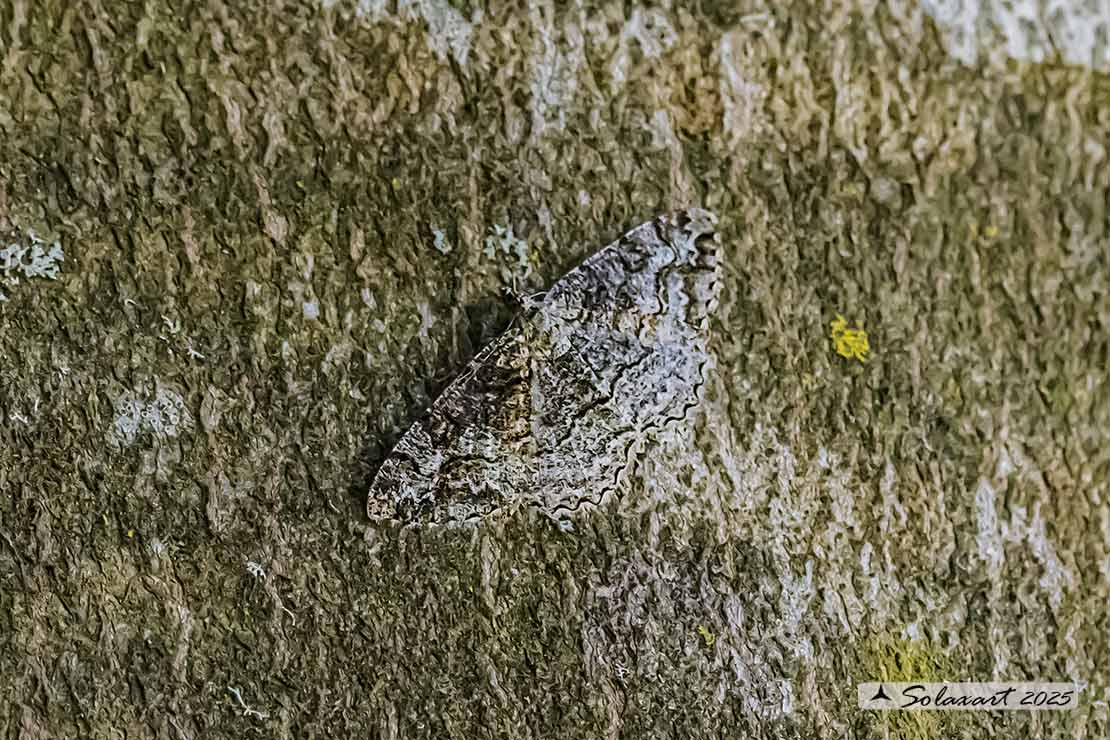 Alcis repandata - Mottled beauty