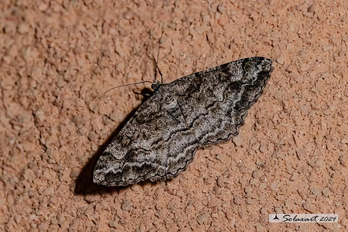 Peribatodes rhomboidaria :  Heath rivulet