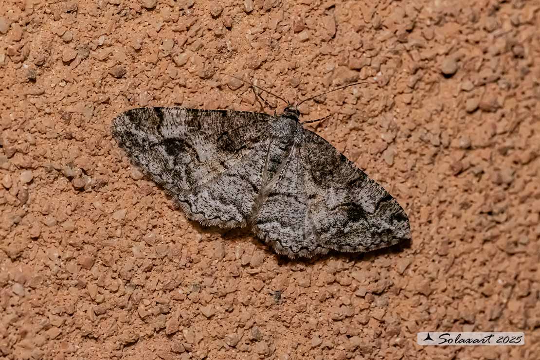 Alcis repandata - Mottled beauty
