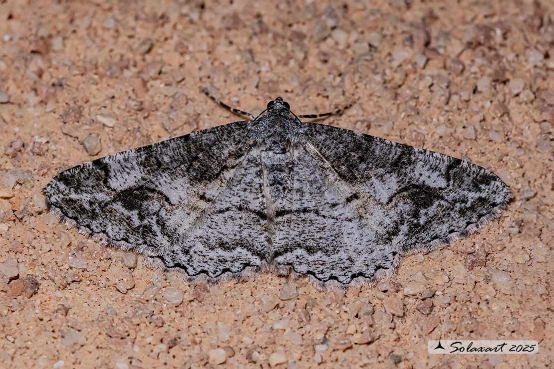 Alcis repandata - Mottled beauty