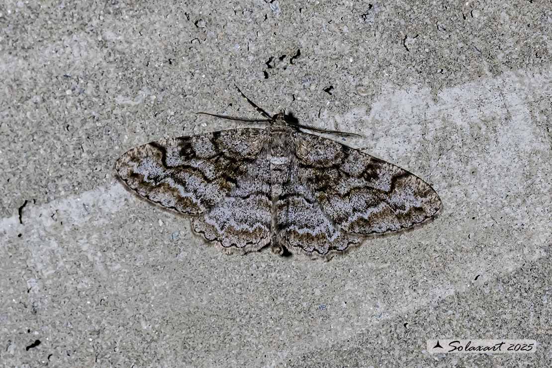 Alcis repandata - Mottled beauty