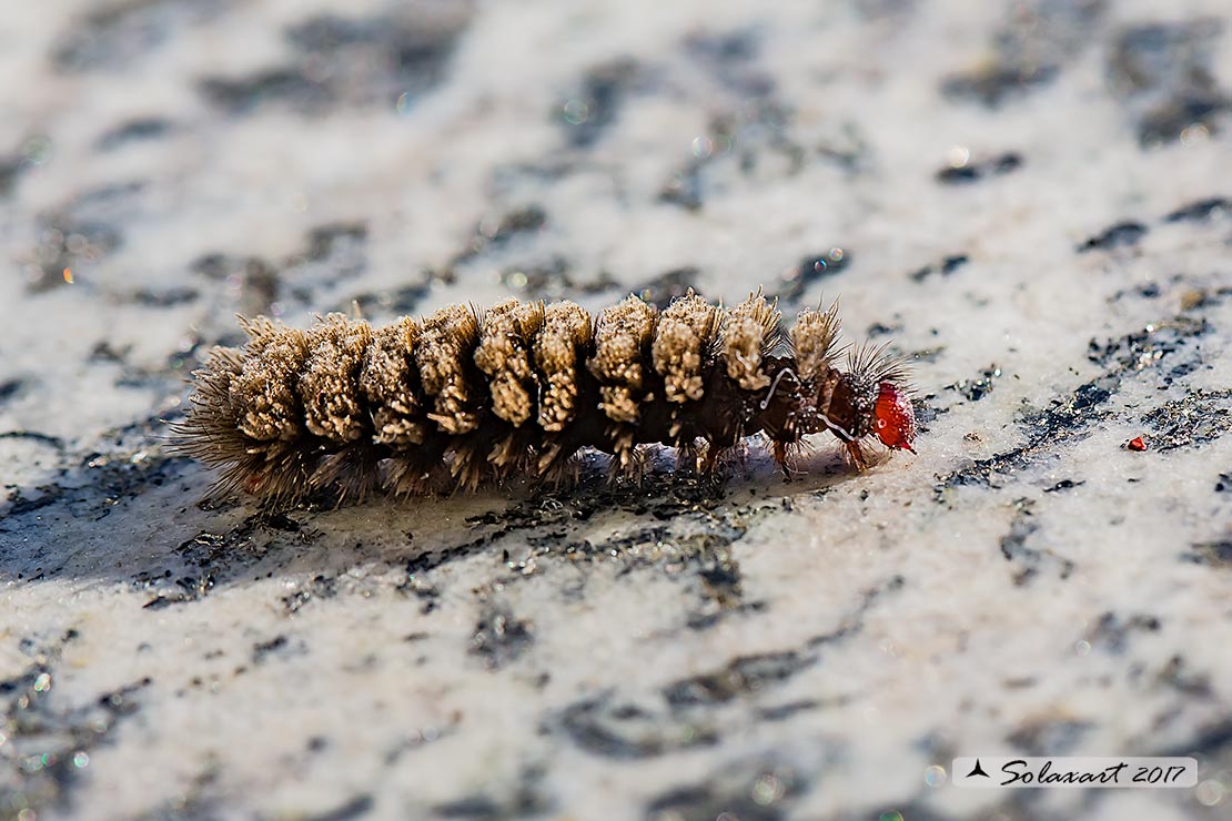 Amata phegea - Fegea o pretino (bruco) - nine-spotted moth (caterpillar)