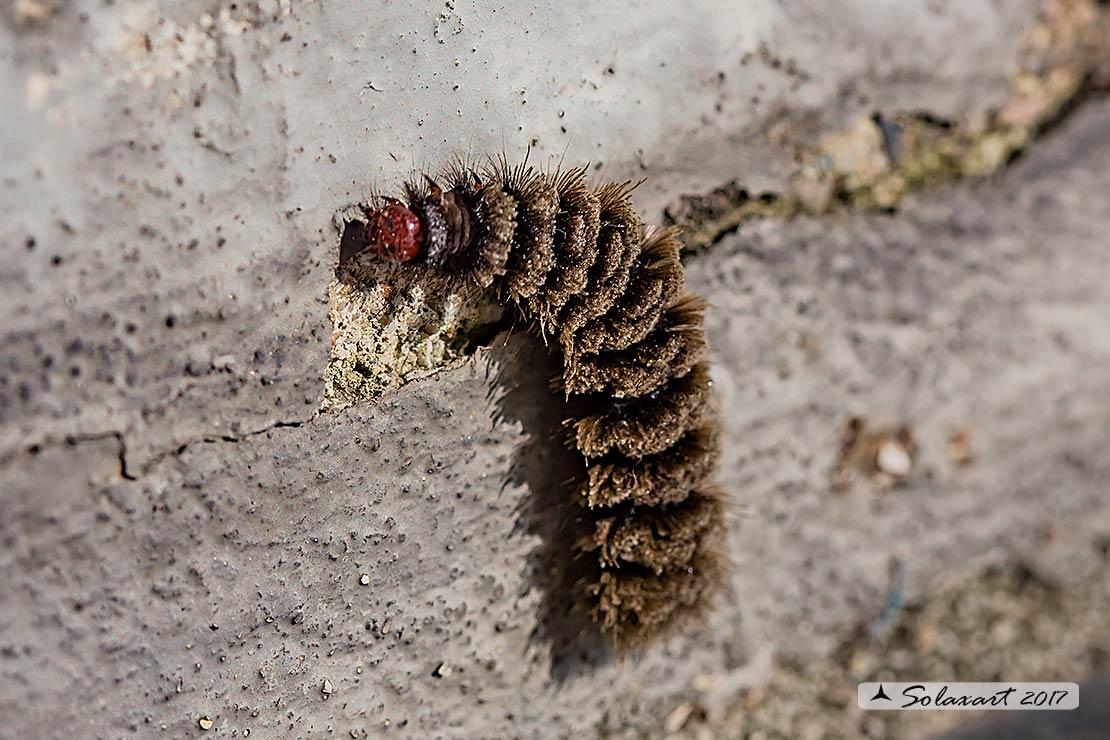Amata phegea - Fegea o pretino (bruco) - nine-spotted moth (caterpillar)