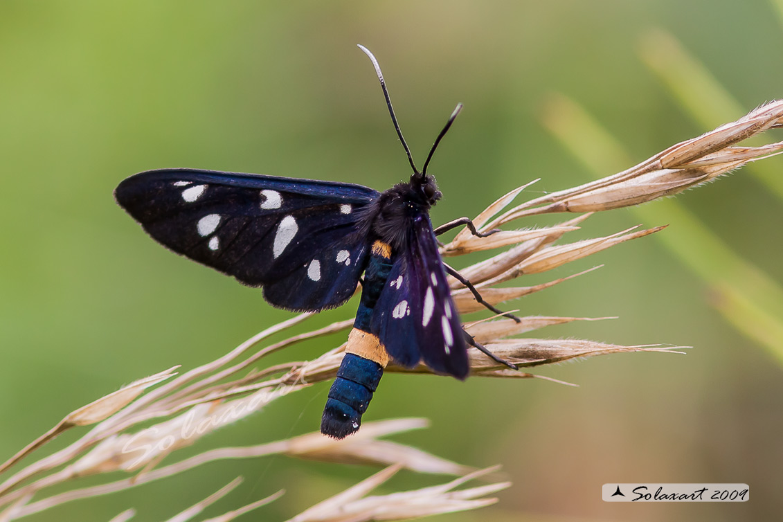 Amata phegea: Fegea o pretino (maschio); nine-spotted moth (male)