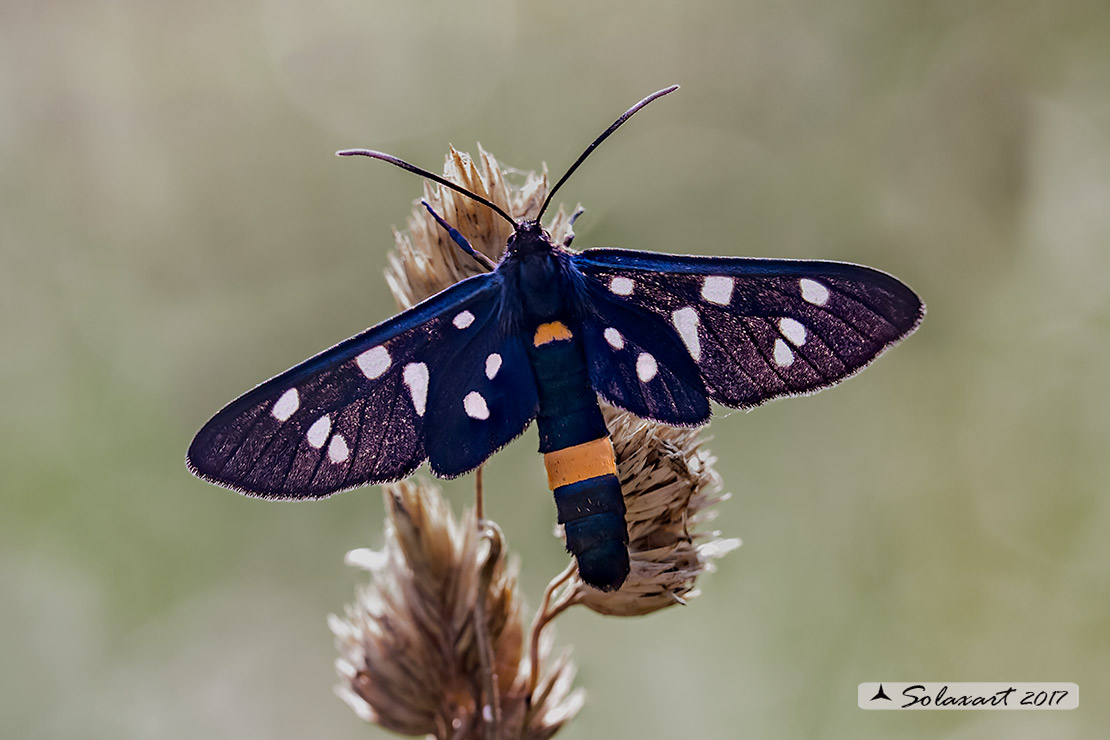 Amata phegea: Fegea o pretino (maschio); nine-spotted moth (male)