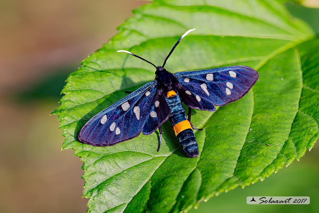 Amata phegea: Fegea o pretino (maschio); nine-spotted moth (male)