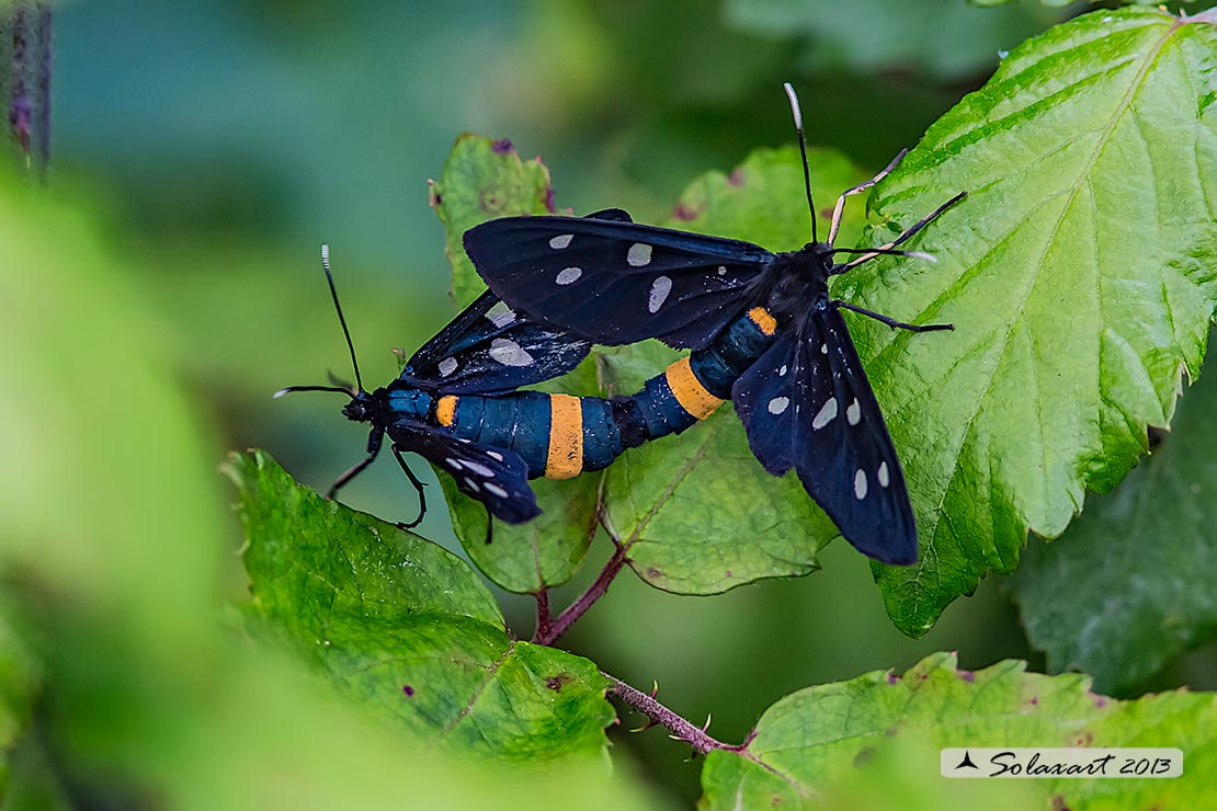 Amata phegea: Fegea o pretino (copula); nine-spotted moth (mating)