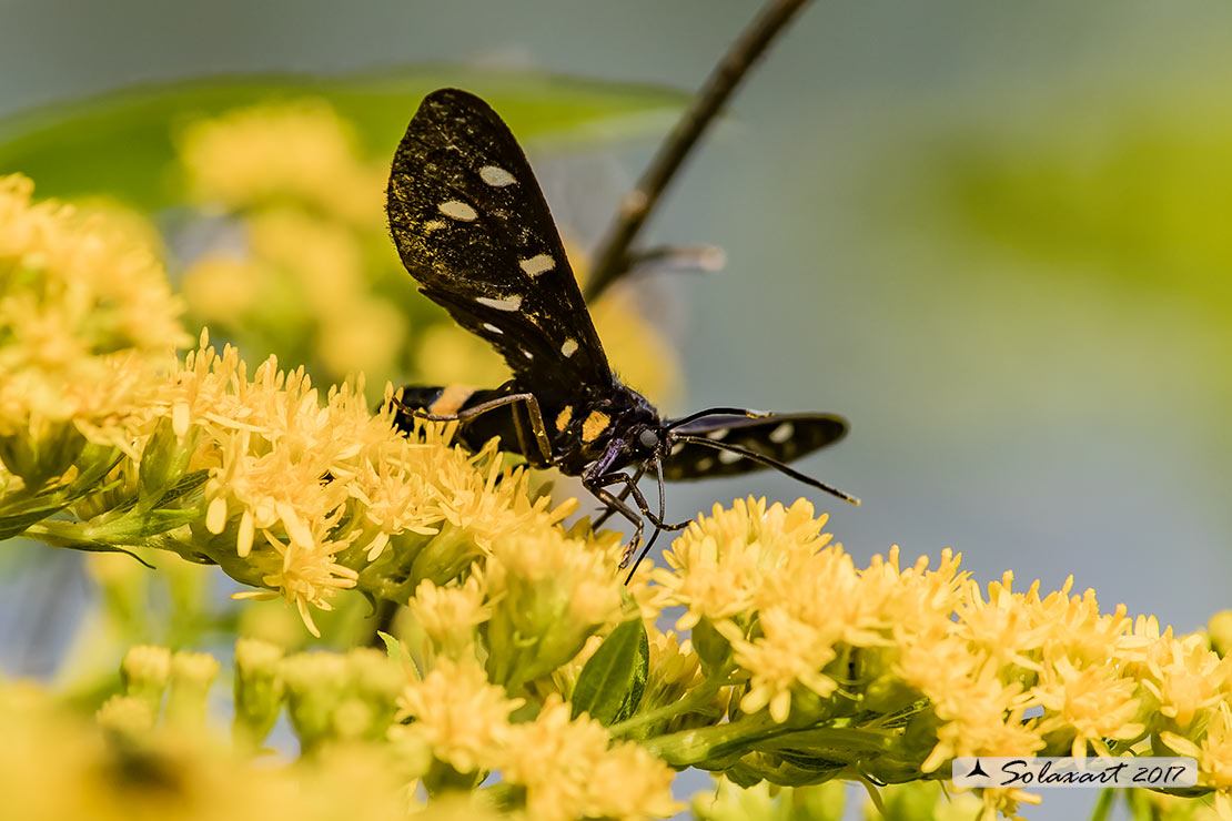 Amata phegea: Fegea o pretino (maschio); nine-spotted moth (male)