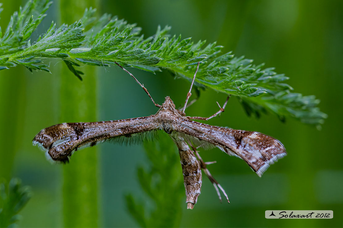 Amblyptilia acanthadactyla
