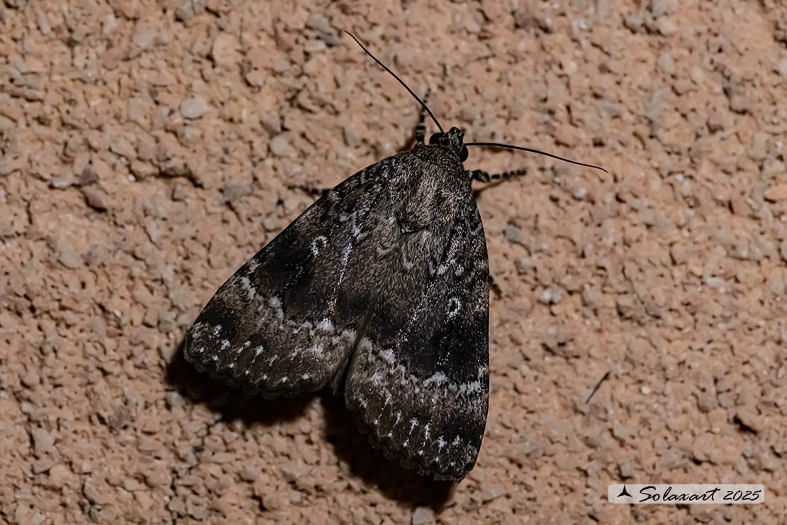 Amphipyra pyramidea: Copper underwing