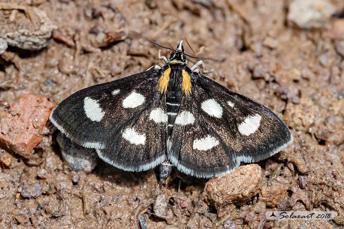 Anania funebris; White-spotted sable moth