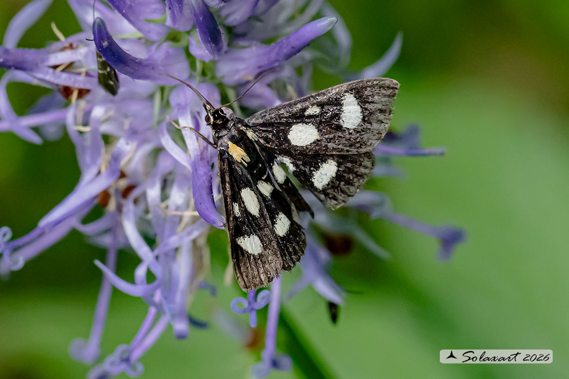 Anania funebris; White-spotted sable moth