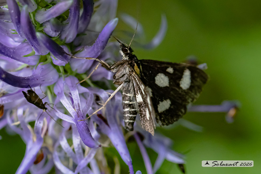 Anania funebris; White-spotted sable moth