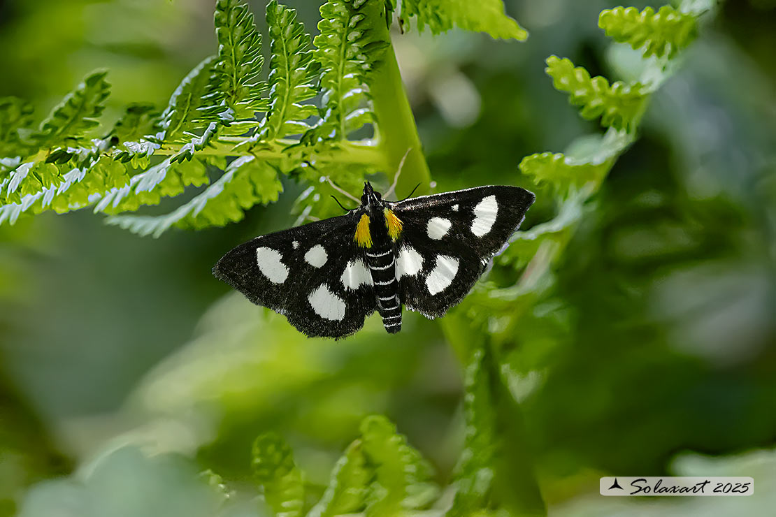 Anania funebris; White-spotted sable moth