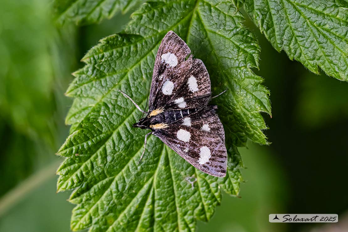 Anania funebris; White-spotted sable moth