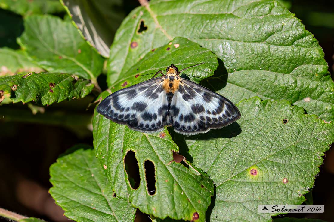 Anania hortulata; Small magpie