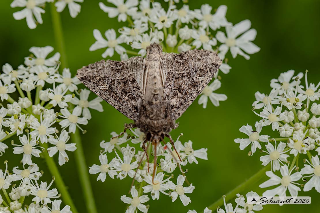 Anarta trifolii: Nutmeg moth