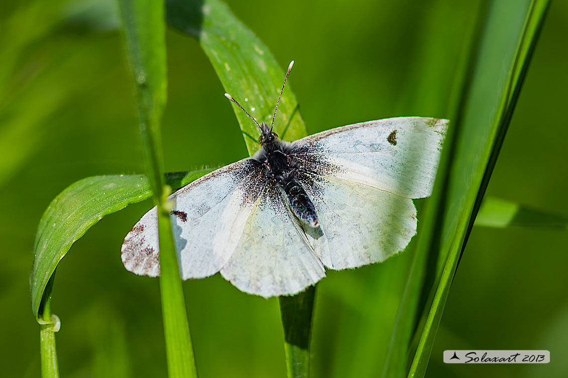 Anthocharis cardamines: Aurora (femmina); Orange Tip (female)