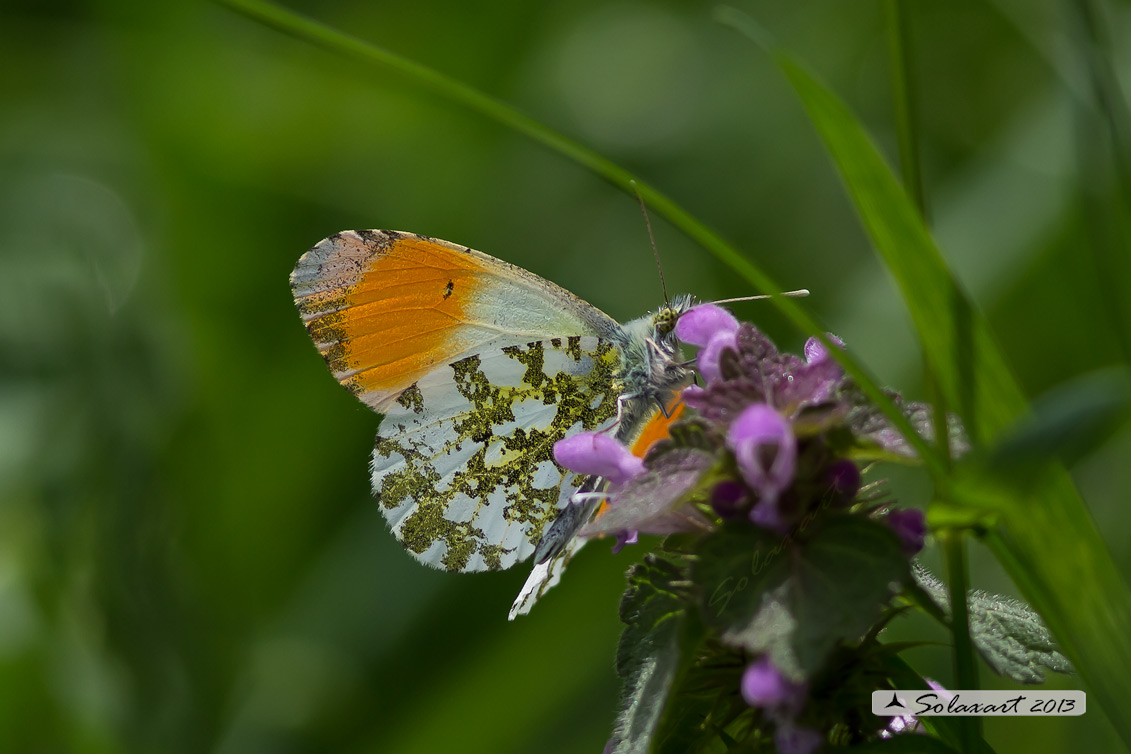 Anthocharis cardamines: Aurora (maschio); Orange Tip (male)
