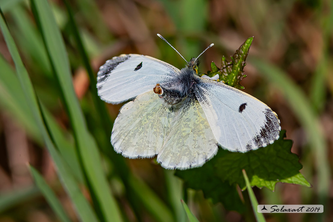 Anthocharis cardamines:  Aurora (maschio e femmina); Orange Tip (male & female)