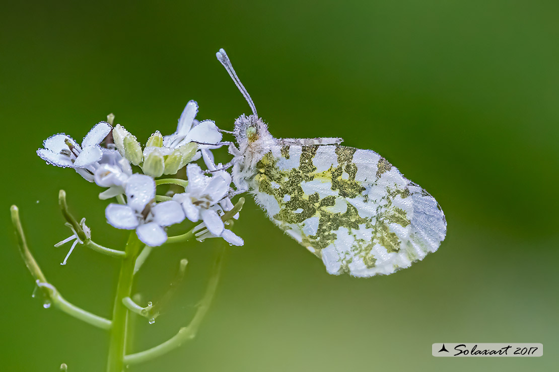 Anthocharis cardamines: Aurora (femmina); Orange Tip (female)