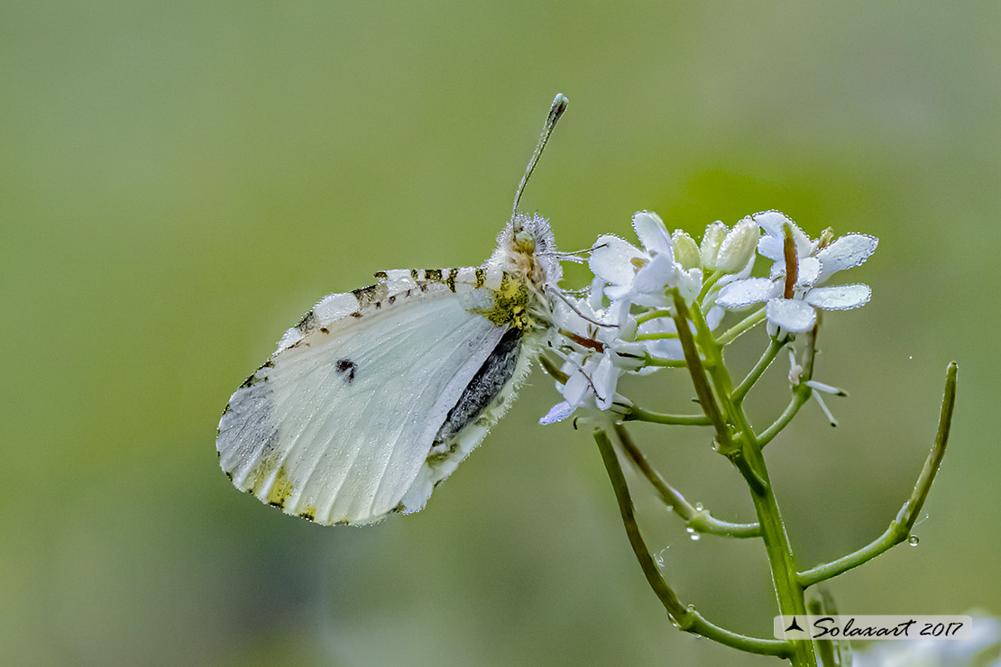 Anthocharis cardamines:  Aurora (femmina); Orange Tip (female)